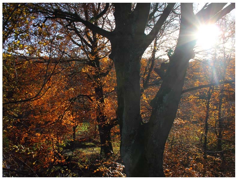 Exploring the Colne Valley with Northern