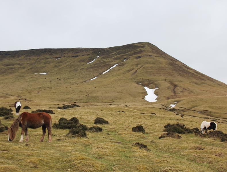 wild horses- Black Mountains, Wales