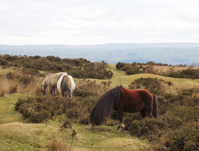 wild horses, Wales