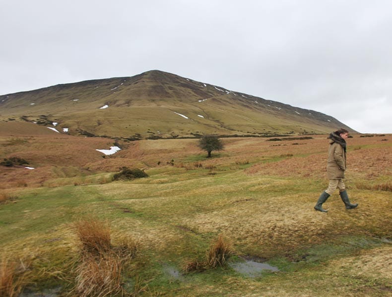 Walking with wild horses- Black Mountains, Wales