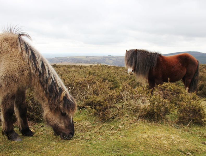 Walking with wild horses- Black Mountains, Wales
