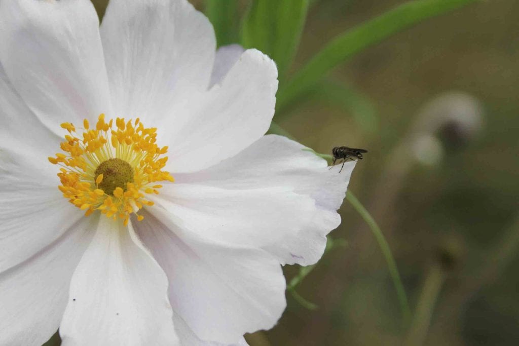 white flower