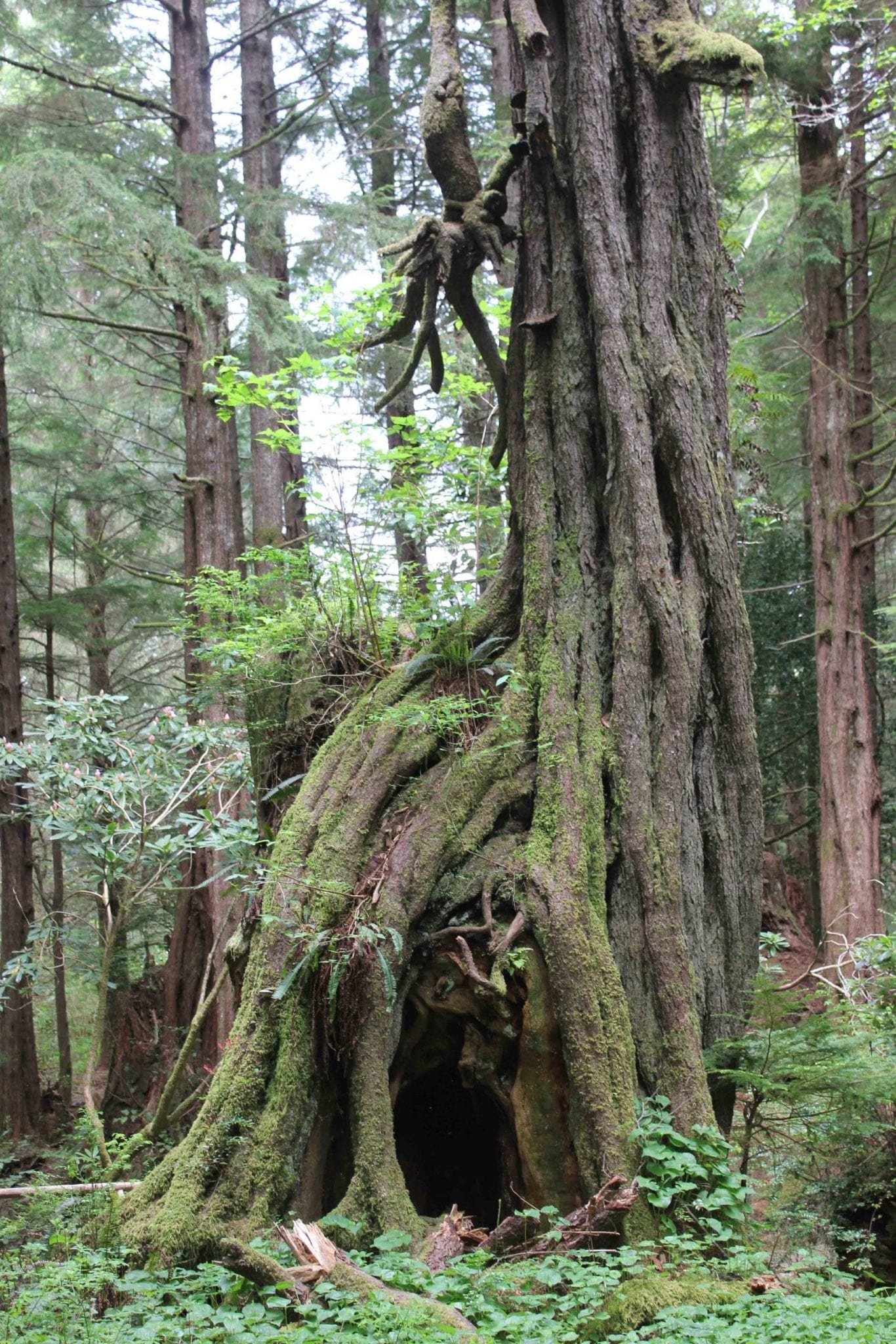 clayquot island canada