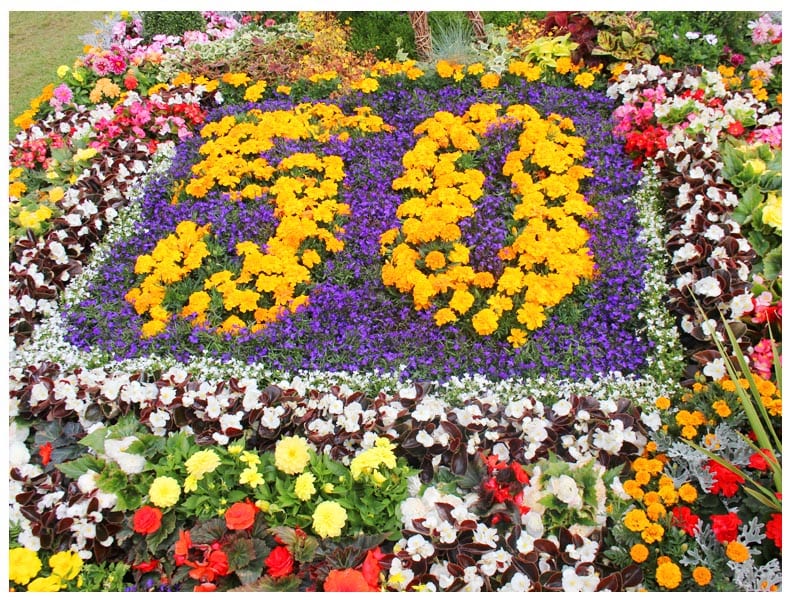 50-flowers-rgs-flowershow- Good Fronds