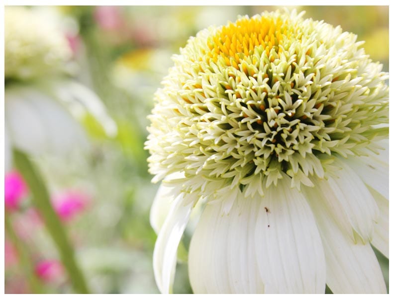 nature-flower-photography- Good Fronds