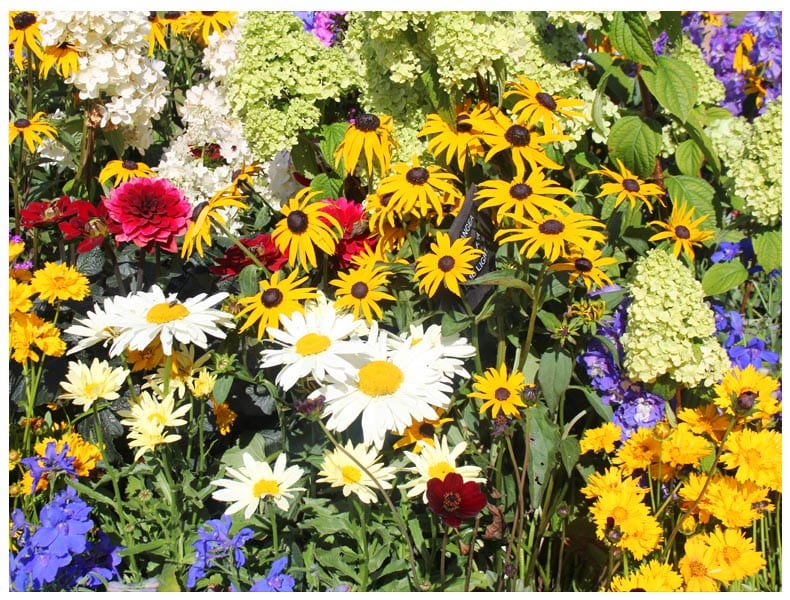 rhs-tattonpark flower show-flowers-cottage garden- Good Fronds