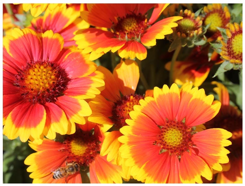 rhstattonpark-flowers- Good Fronds