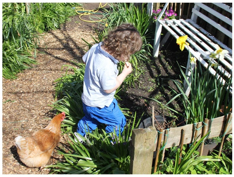 garden allotment chicken