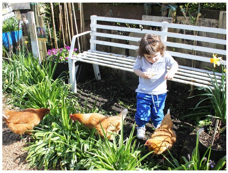 garden allotment chickens