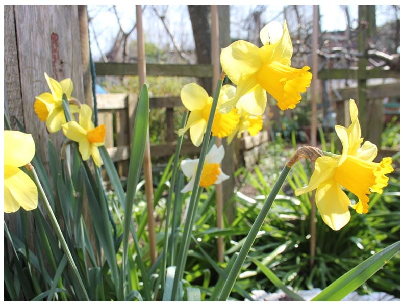 garden allotment daffodils