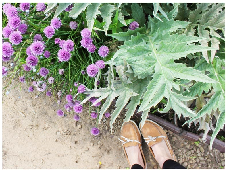 tatton park cheshire kitchen garden