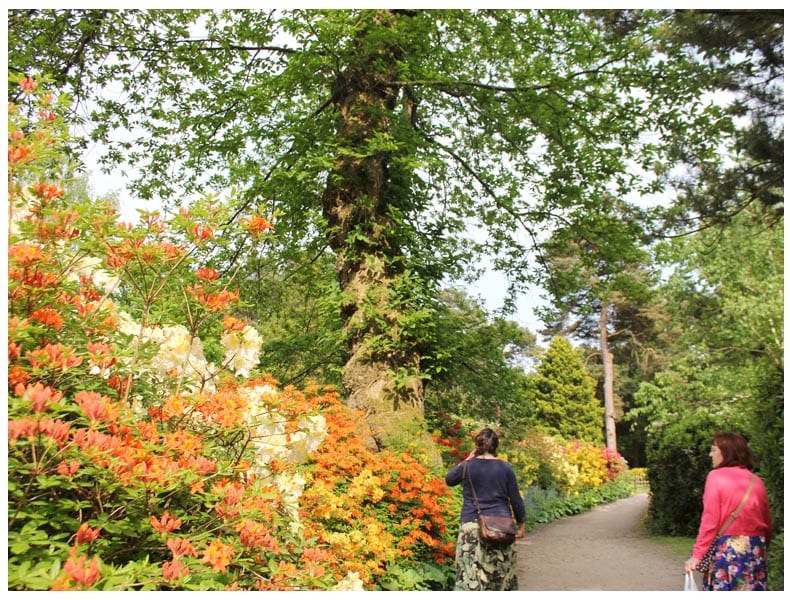 tatton park cheshire