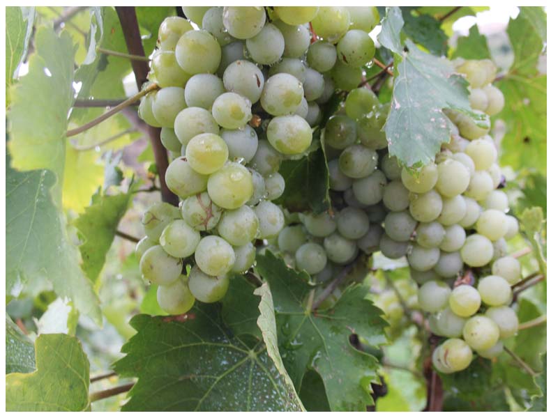 Honeymoon Ischia, Italy- Sorgeto Bay-grapes