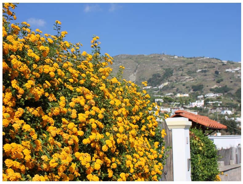 ischia-italy