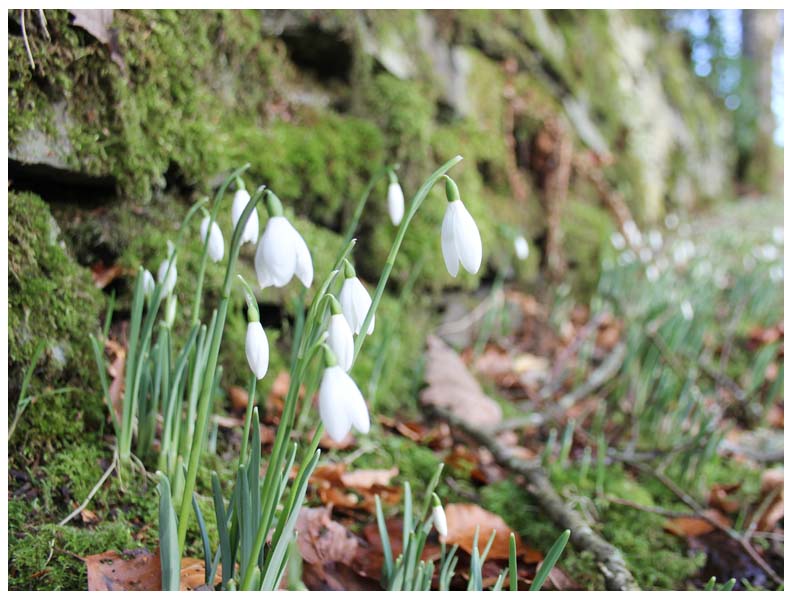 garden snowdrops flowers