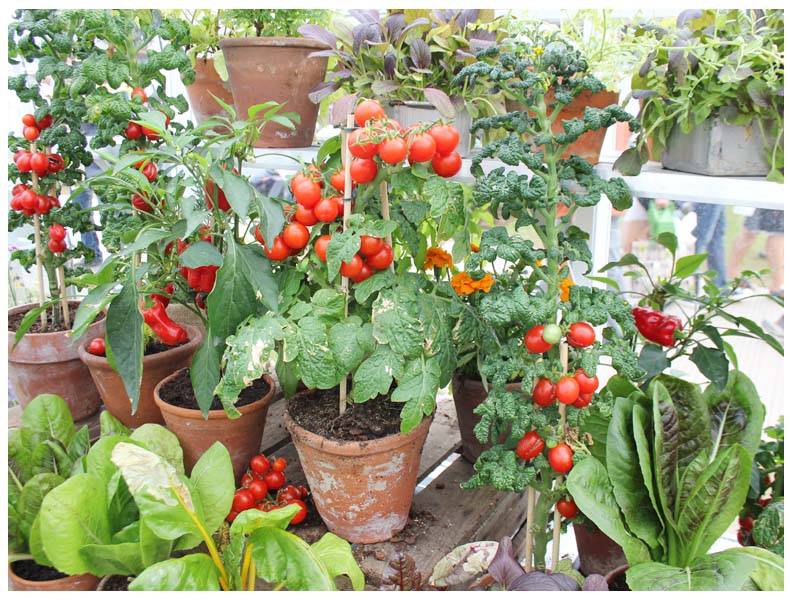 A beginners guide to companion planting