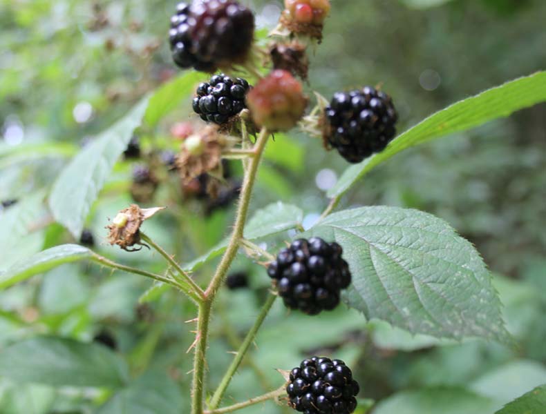 berries-foraging