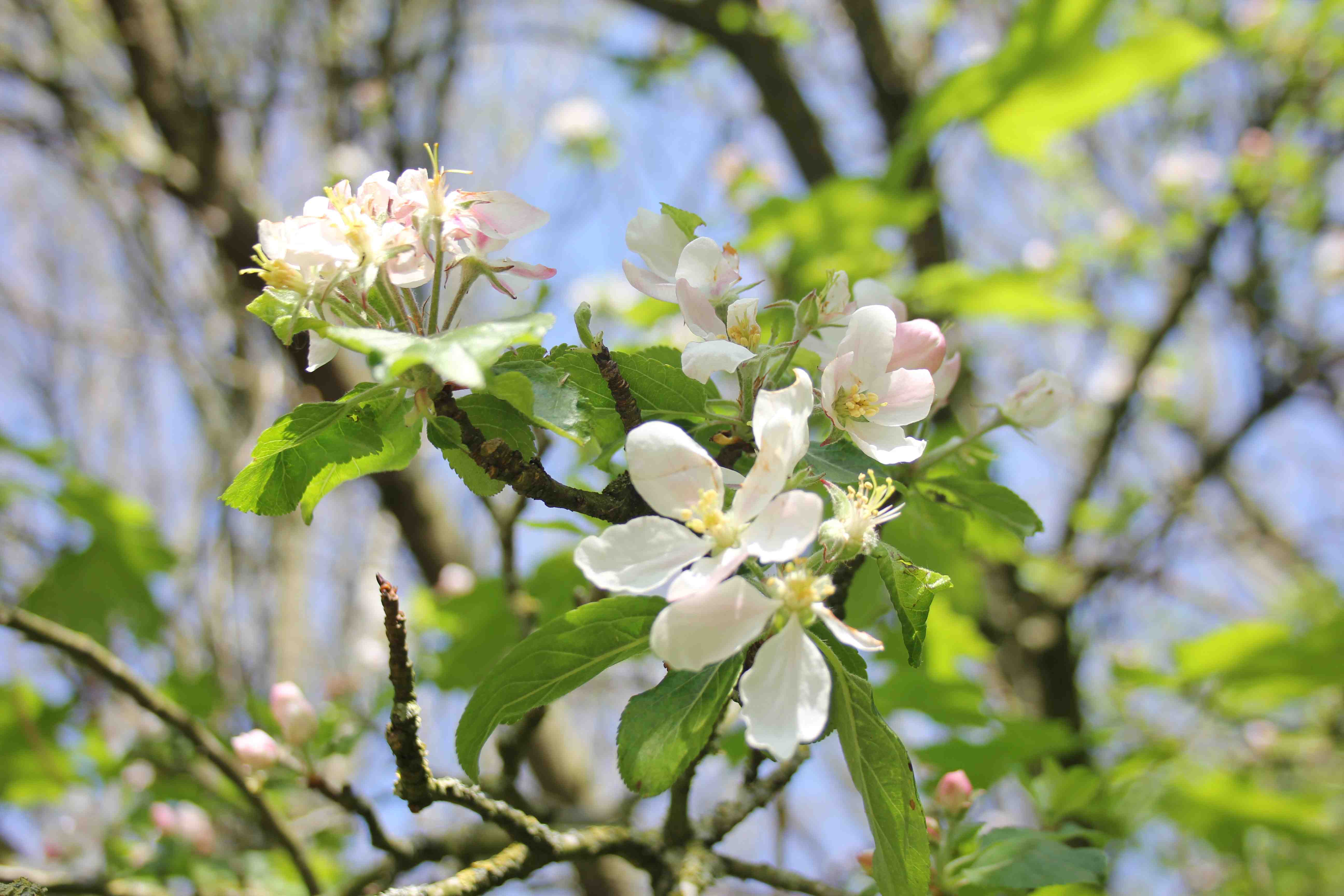 self-care spring