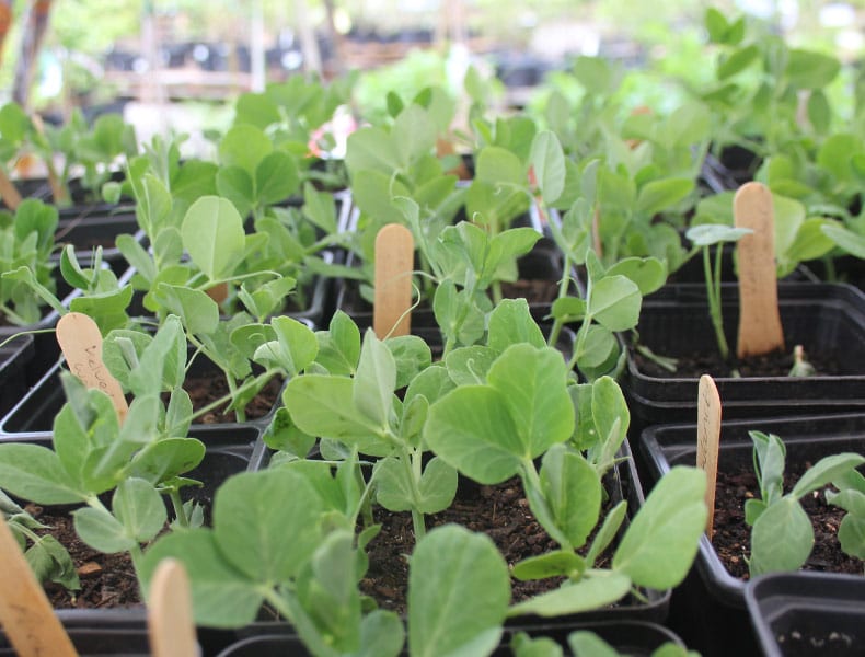 city garden plants