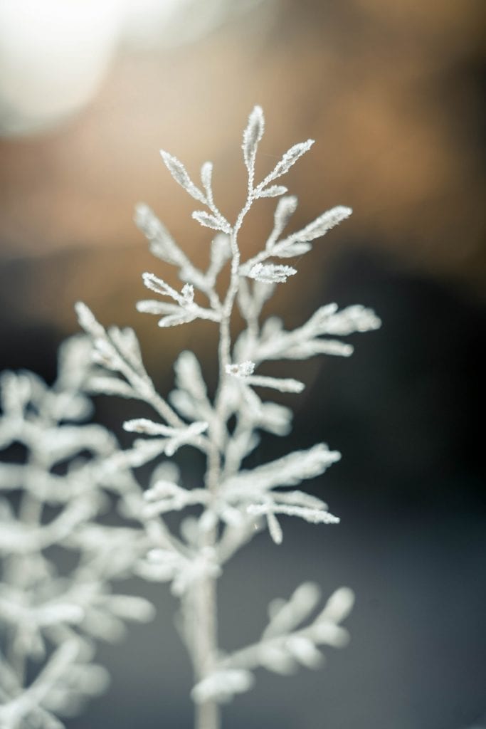 garden in January