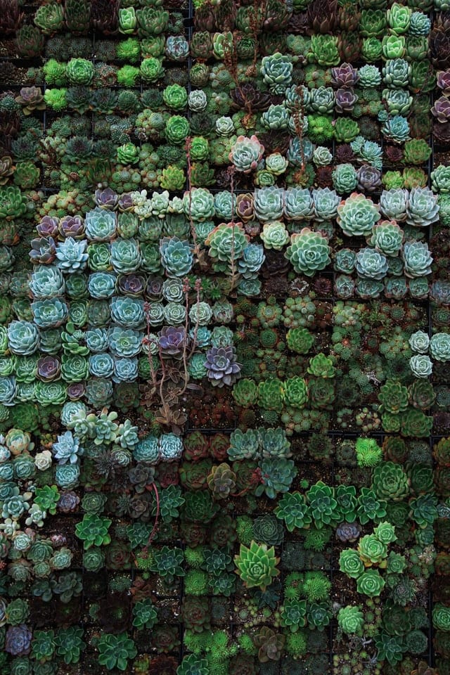 living roof