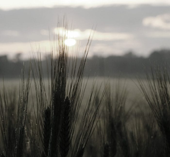 September Full Moon: The Corn Moon