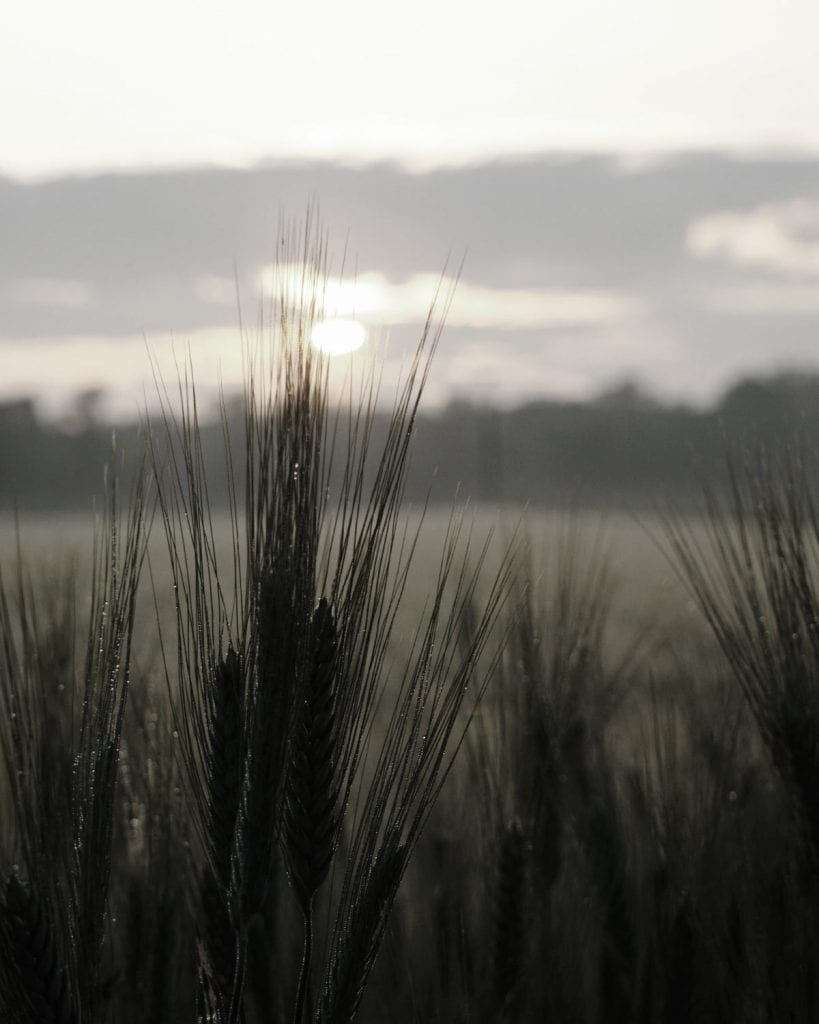 September Full Moon: The Corn Moon