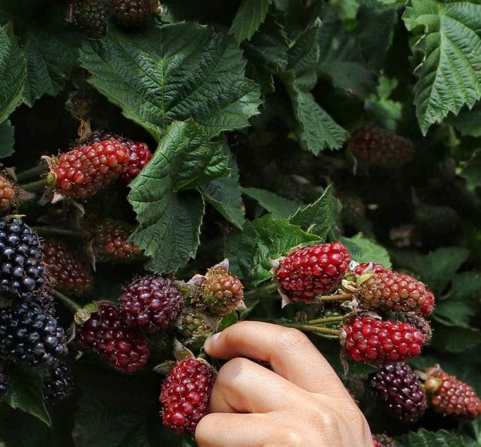 5 Benefits of Eating Foraged Berries