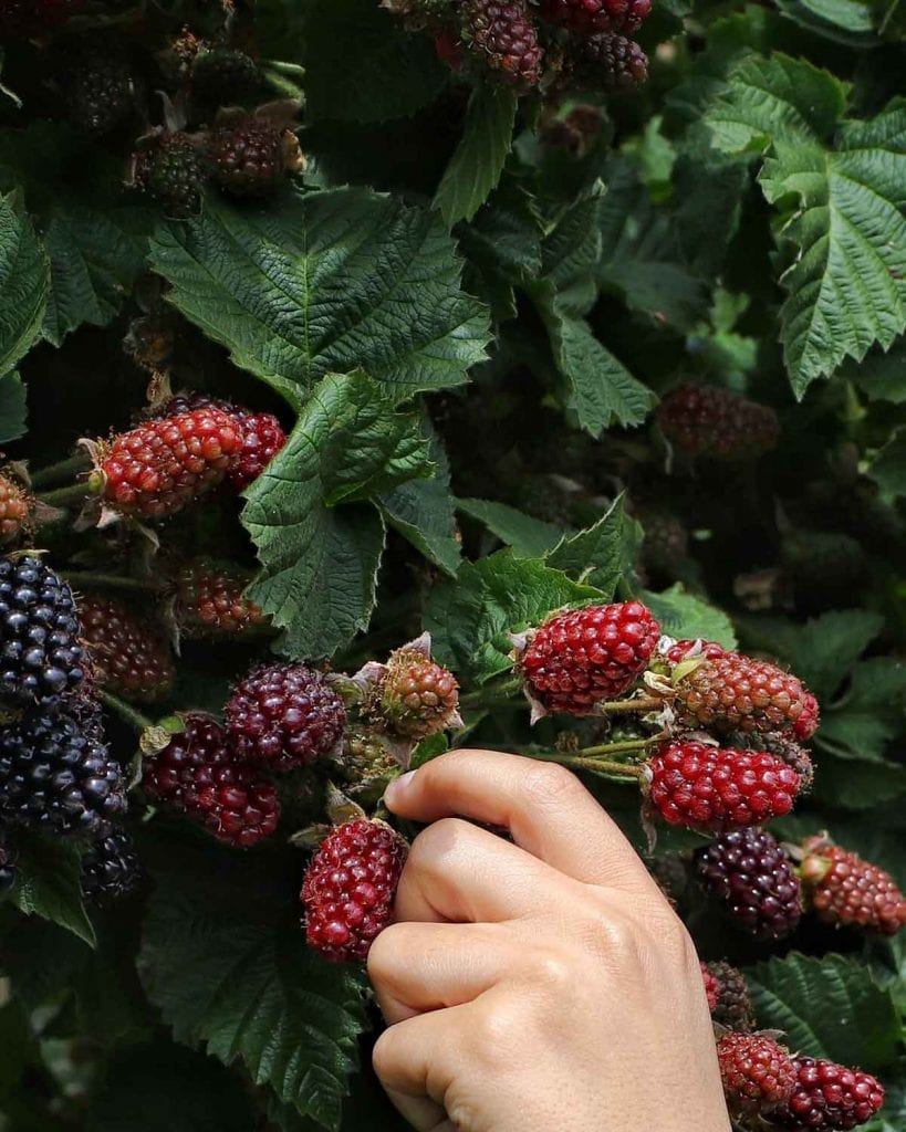 5 Benefits of Eating Foraged Berries