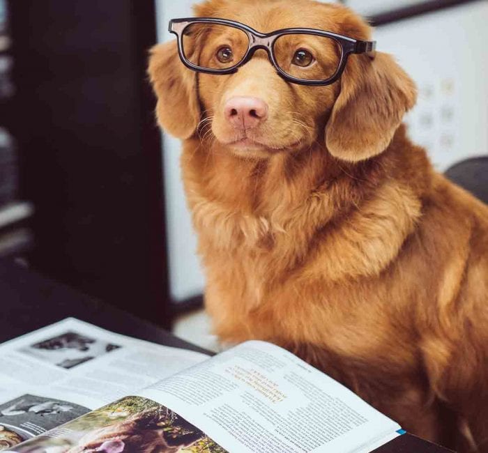 Sustainability and profitability- dog in glasses