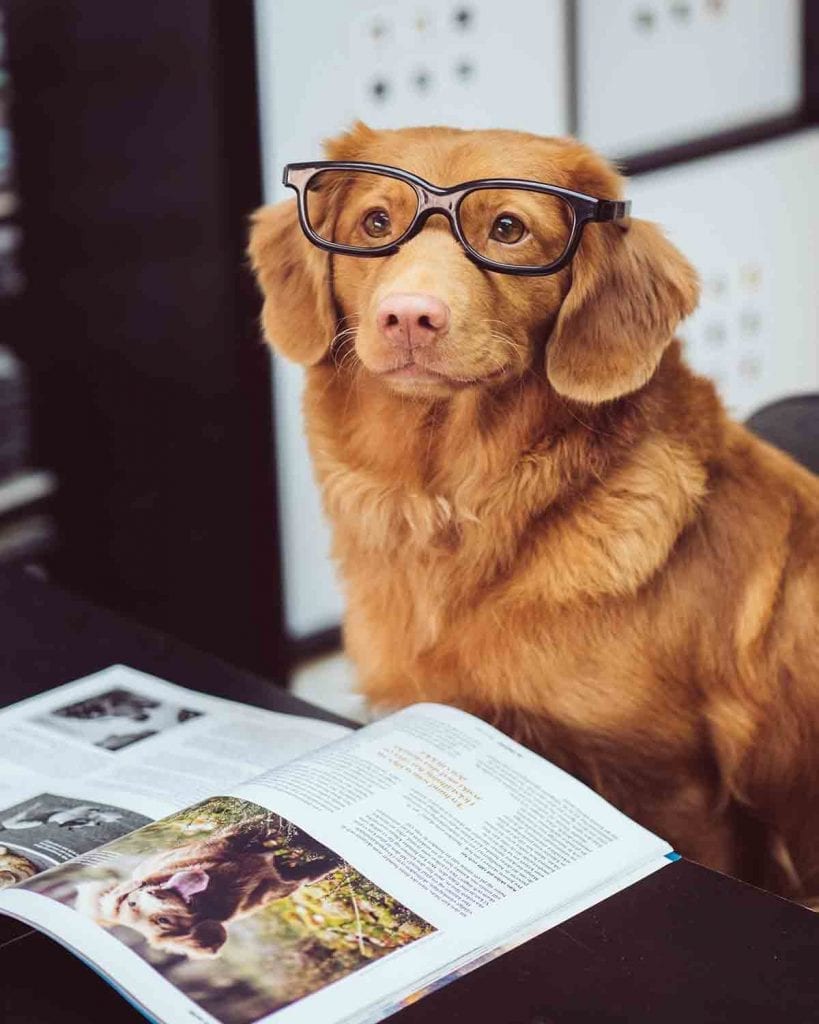Sustainability and profitability- dog in glasses