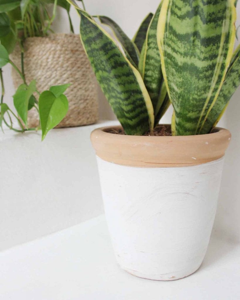 houseplant- green living