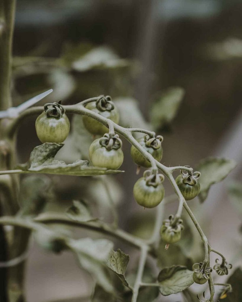 Nutrition, tomatoes