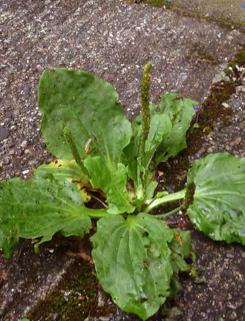 Broadleaf Plantain (Plantago Major)