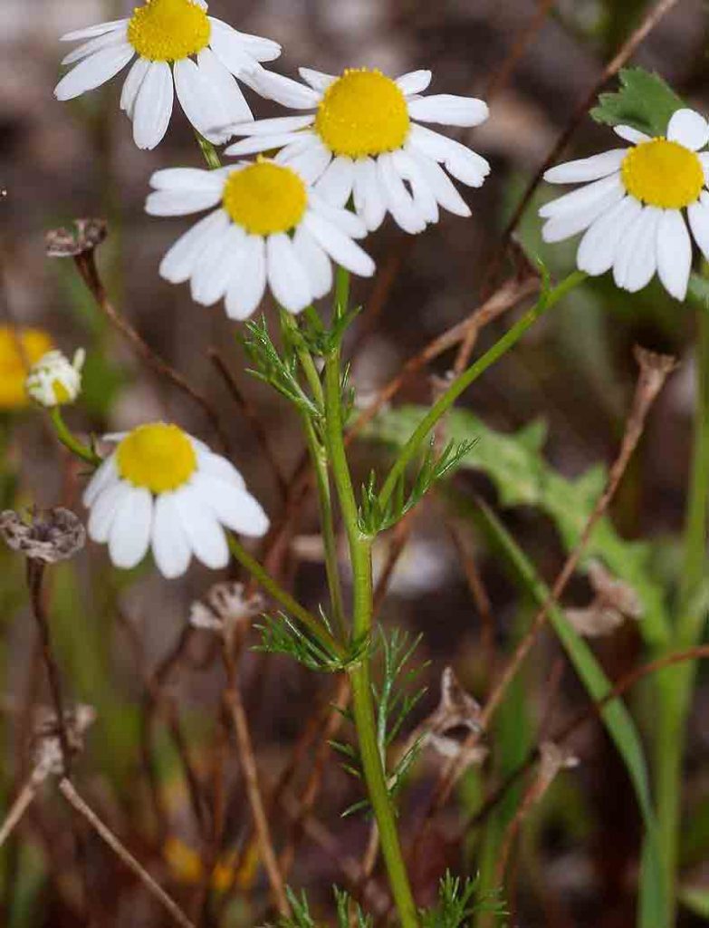 Chamomile (Matricaria recutita L.)