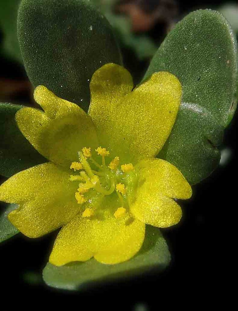 Common Purslane (Portulaca Oleracea)