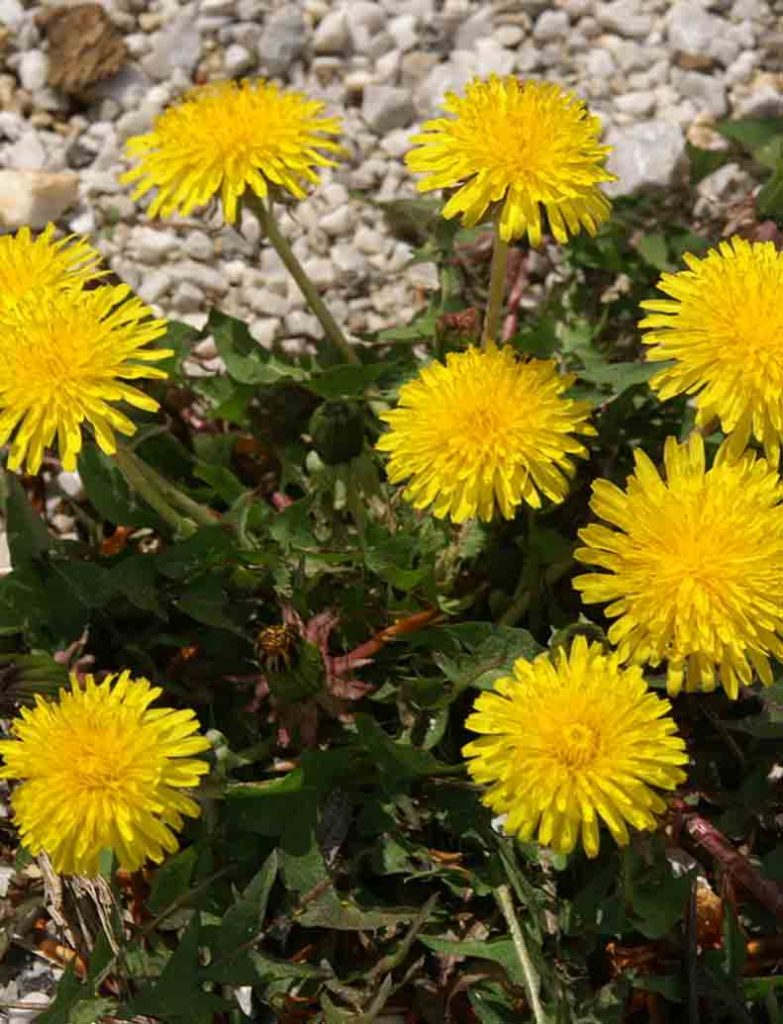 Dandelion (Taraxacum officinale L.)