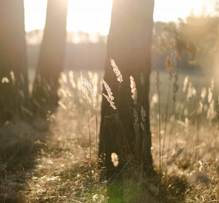 sunlight-solar-power