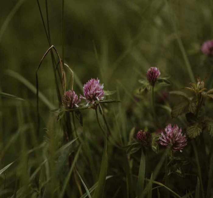 improve-biodiversity-in-your-garden