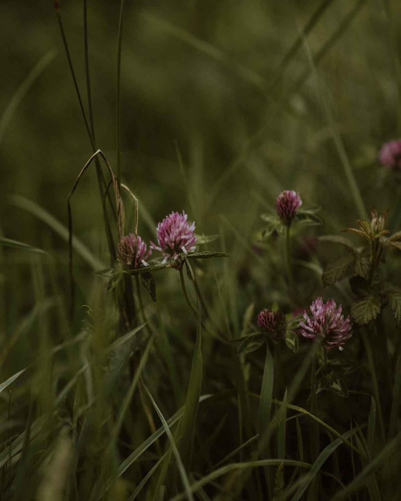 improve-biodiversity-in-your-garden