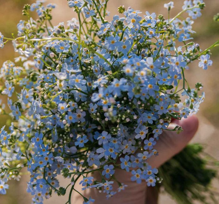 forget-me-not-flowers