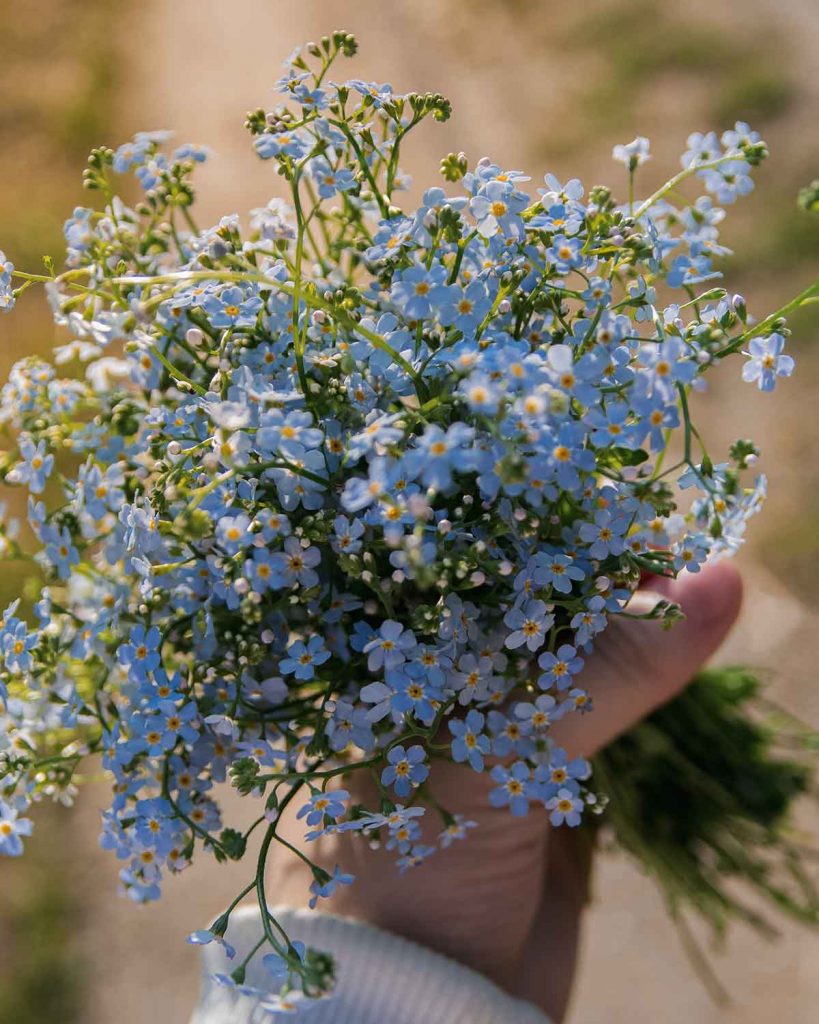 forget-me-not-flowers