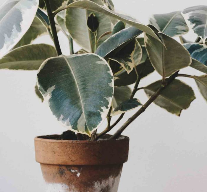 houseplant-good fronds- green office space