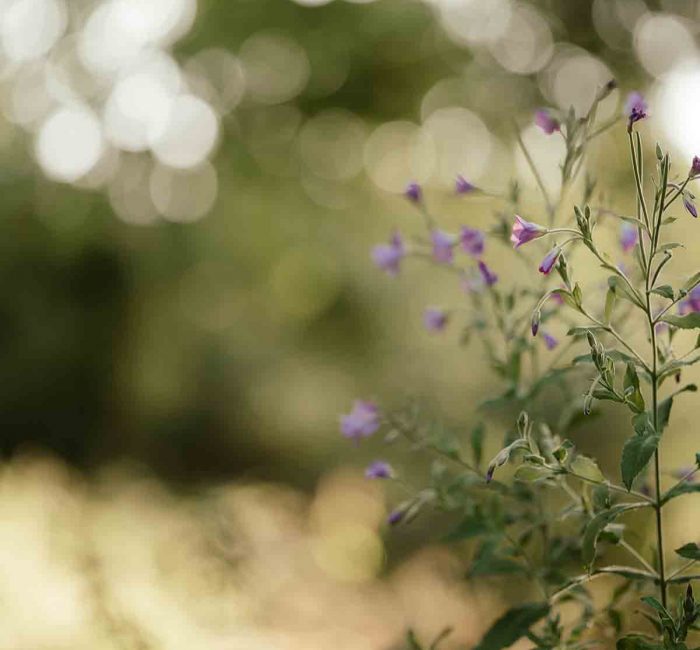 wildflowers-Exercising-In-Nature-good-fronds