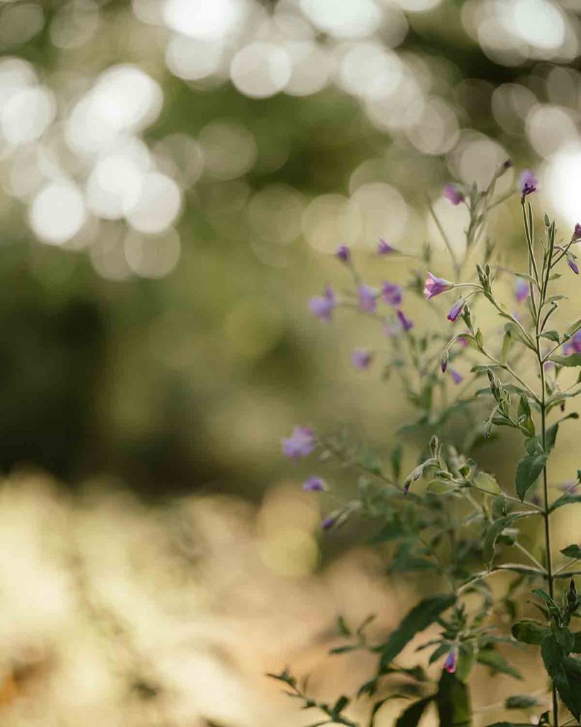 wildflowers-Exercising-In-Nature-good-fronds