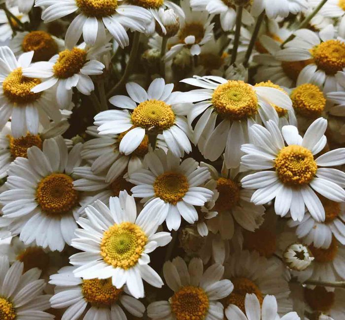 healing-plants-camomile- good fronds