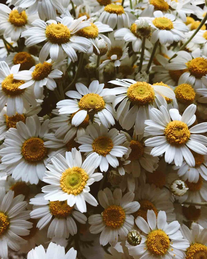 Medicinal Plants - Camomile- Good Fronds
