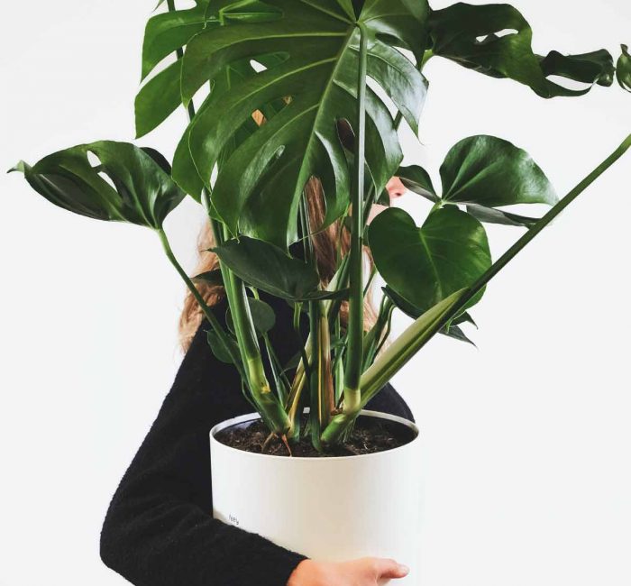 The Best Houseplants for Low Light