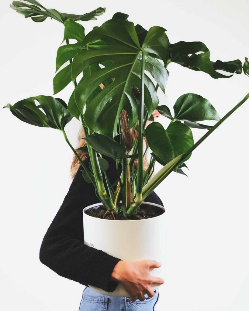 The Best Houseplants for Low Light