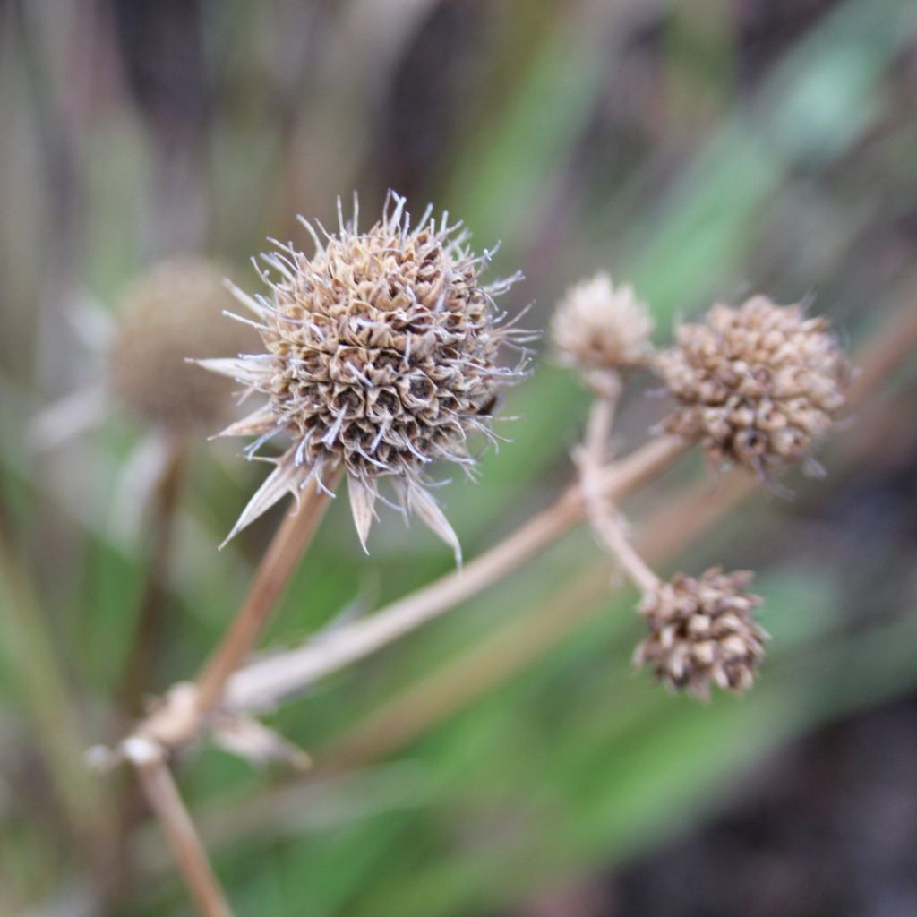 Unseasonable Weather Causing Spring In Autumn (and how you can help) good fronds